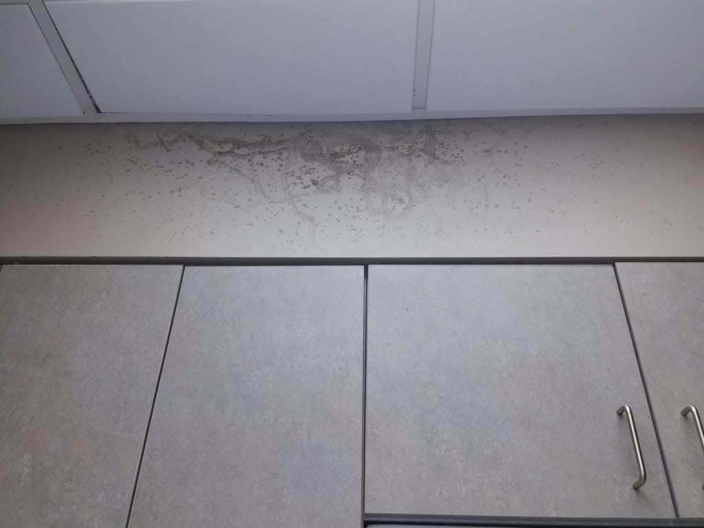 Mold growth near a ceiling tile in an office after a water leak in the ceiling